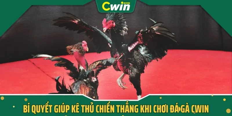 Bí quyết giúp kê thủ chiến thắng khi chơi đá gà CWIN