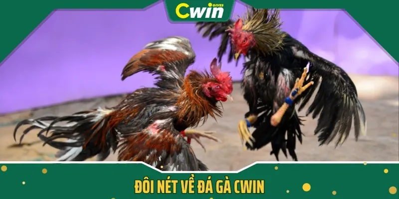 Đôi nét về đá gà CWIN